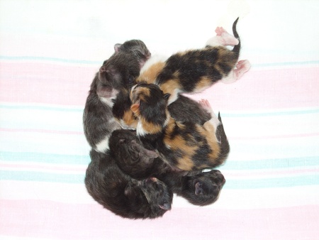 born kittensの写真素材