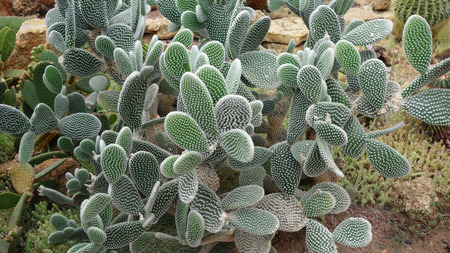 Cactiの写真素材