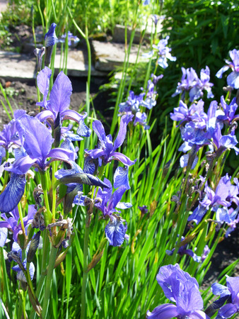 purple irisesの写真素材