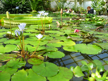 water lilies in the botanical gardenの写真素材
