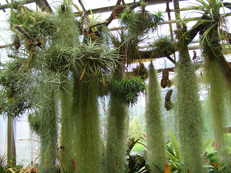 ornamental plants in the botanical gardenの写真素材
