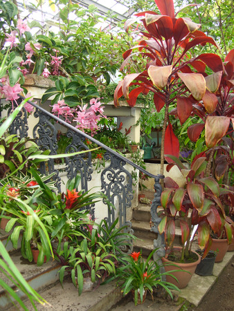 flowers and ornamental plants in the botanical gardenの写真素材