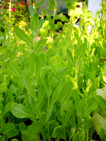 green lettuce leavesの写真素材