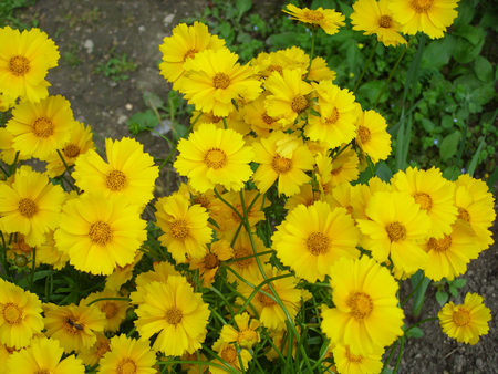 yellow flowers on a green backgroundの写真素材