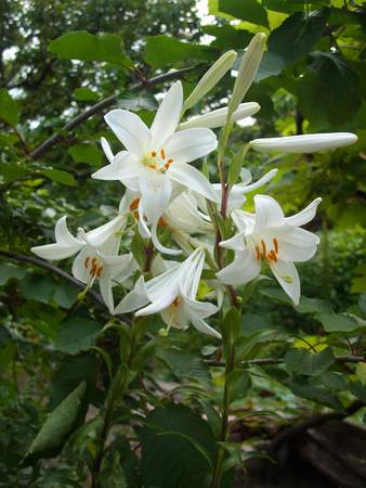 white lilies on a green backgroundの写真素材