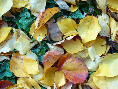 yellow and red autumn leaves with strawberry flowerの写真素材