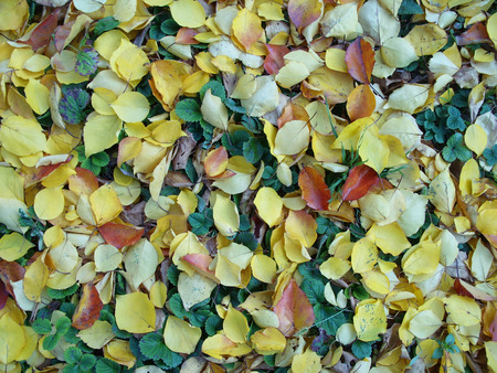 yellow and red autumn leavesの写真素材