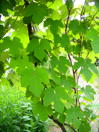 green leaves of grapesの写真素材