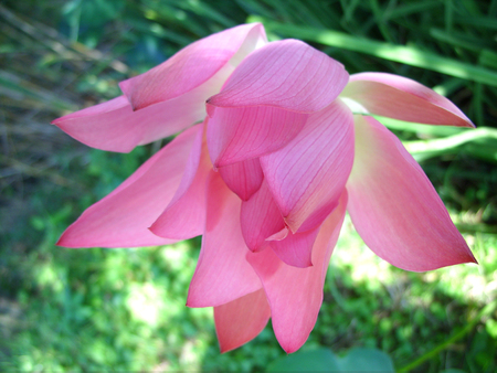 lotus flower closeupの写真素材