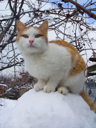 cat on a snow ballの写真素材