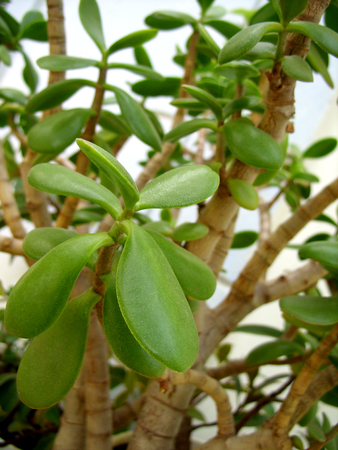 plants with green leavesの写真素材