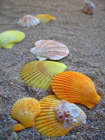 seashells on a sandy beachの写真素材