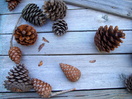 pine cones with seedsの写真素材