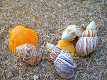 seashells on the beach