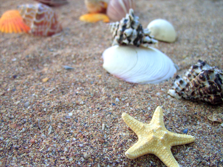 starfish and seashells on the beachの写真素材