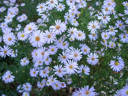 small flowersの写真素材