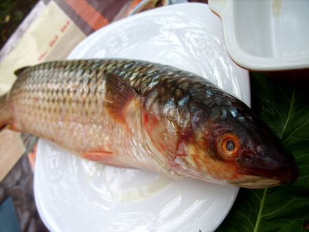 raw fish on a plateの写真素材