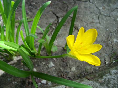single yellow flowerの写真素材