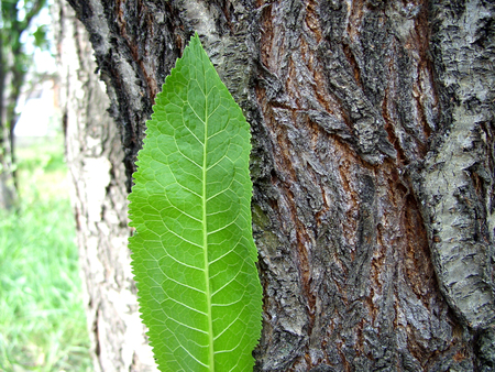 horseradish leaf barkの写真素材