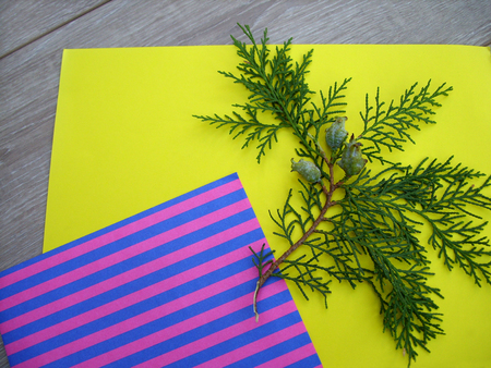 envelope and branch of thujaの写真素材