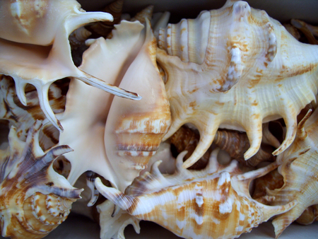big seashellsの写真素材