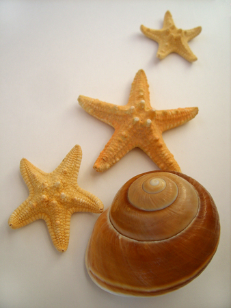 big seashell and starfishsの写真素材