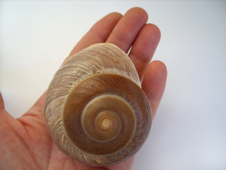 big seashell in the palm of a manの写真素材