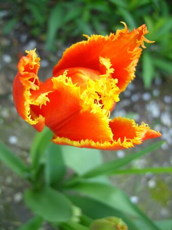 bright flower tulip in the gardenの写真素材