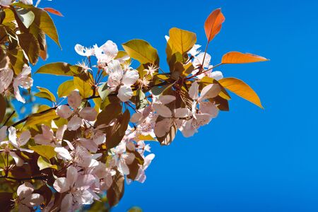 Sakura branch with lots of pink flowers on a blue sky background.Sunny day