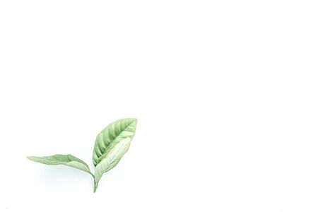 a sprig of green lemon tree leaves on a white backgroundの写真素材