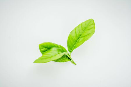 a sprig of green lemon tree leaves on a white background