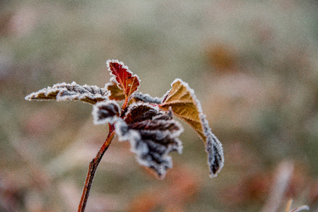 autumn leaves of a tree in frostの写真素材