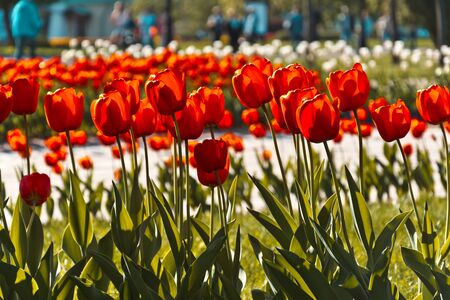 red tulips growing in a flower bed on a Sunny spring day. Side view.の写真素材