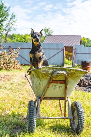 Dacha plot with a dog and construction equipmentの写真素材