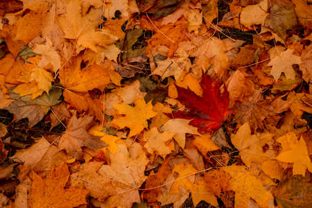 Fallen yellow-red maple leaves