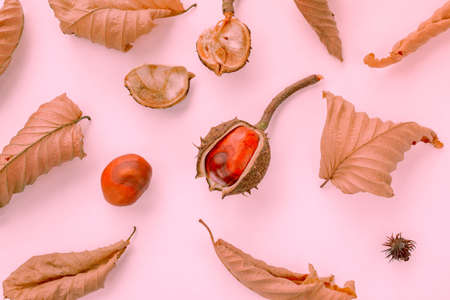Yellow, orange autumn leaves and chestnut fruit on a pink backgroundの写真素材