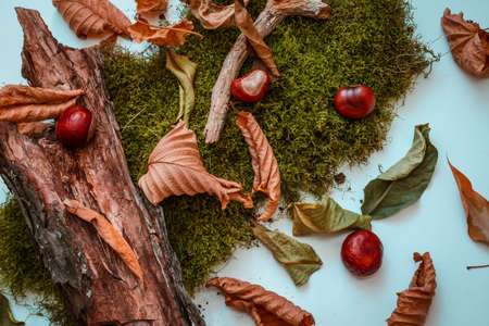 background image of autumn leaves, chestnut fruit and green moss. on a light background, top...