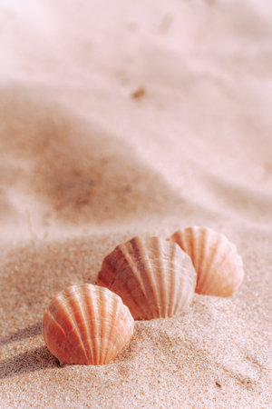 three seashells on a blurry background of sea sand. Selective focus on the shells. Background wallpaper design. Photos of seashells in black and white. Vertical photo.の写真素材