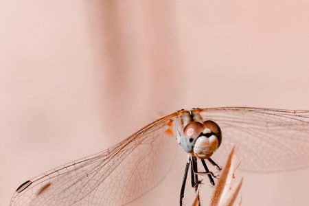 large dragonfly close-up in pastel colors. beige shade. Beautiful macro of a dragonfly sitting on a branchの写真素材