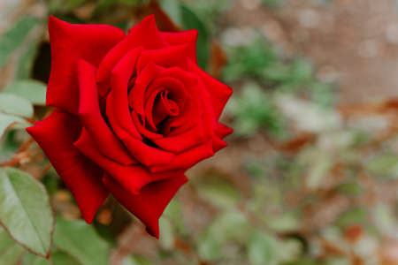 Red rose close-up on a blurry background. horizontal photo Concept of holiday greetings. Greeting Cardの写真素材
