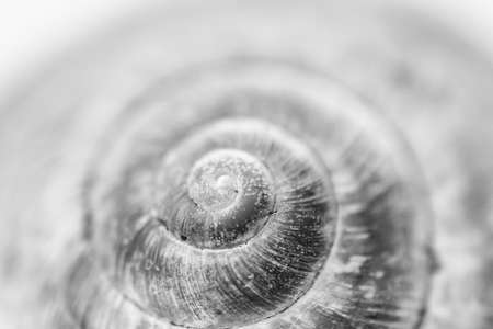 the texture of an old spiral snail shell. grape snail shell close-up. Background image. black and white photoの写真素材