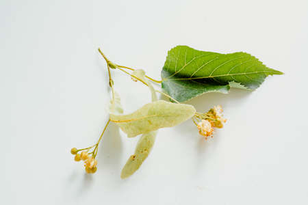 linden flowers close-up on a white background. top view. the use of lime color in medicine. linden tree flowers for linden tea. Horizontal imageの写真素材