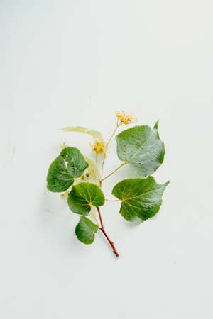 linden flowers close-up on a white background. top view. the use of lime color in medicine. linden tree flowers for linden tea. Vertical Imageの写真素材