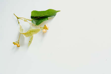linden flowers close-up on a white background. top view. the use of lime color in medicine. linden tree flowers for linden tea. Horizontal imageの写真素材