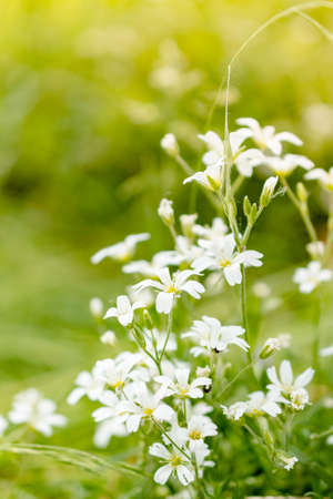 Unfocused photo of small white flowers on green grass. White forest flowers in green grass. Abstract...