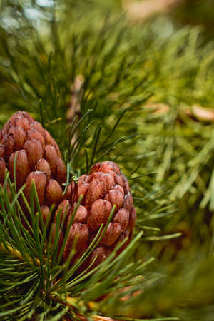 larch cones close-up. Brown cones on a background of green larch needles.Close-up of the opening bud...