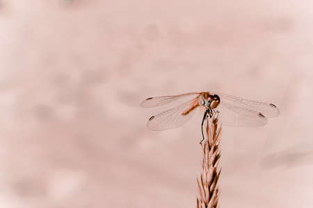 large dragonfly close-up in pastel colors. beige shade. Beautiful macro of a dragonfly sitting on a branchの写真素材