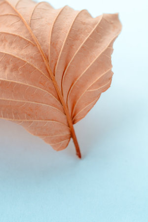 a dry leaf on a white background. The concept of a poster on the wall. horizontal image. autumn leaf. vertical image. top viewの写真素材