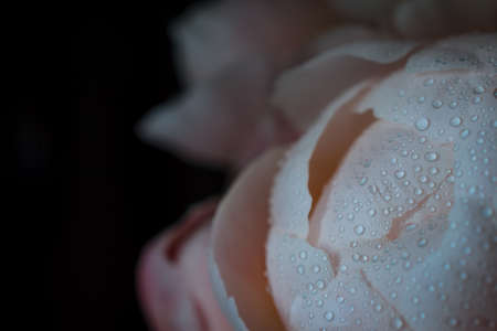 Pink peonies with dewdrops on an isolated black background. greeting card concept. poster on the wallの写真素材