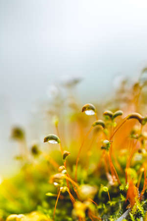 background image of green moss in close-up with blurred focus.Sporangia moss on a blurry background. Moss with selective focus horizontal background with copy space. Macro defocused nature wallpaperの写真素材